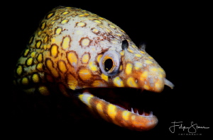Leopard moray eel, (Enchelycore pardalis), La Paz, Mexico by Filip Staes 